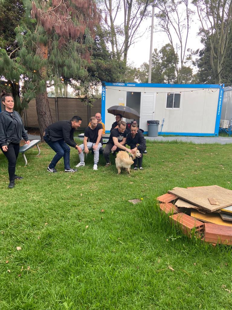 perros de terapia y apoyo emocional en el concierto de dua lipa bogotá