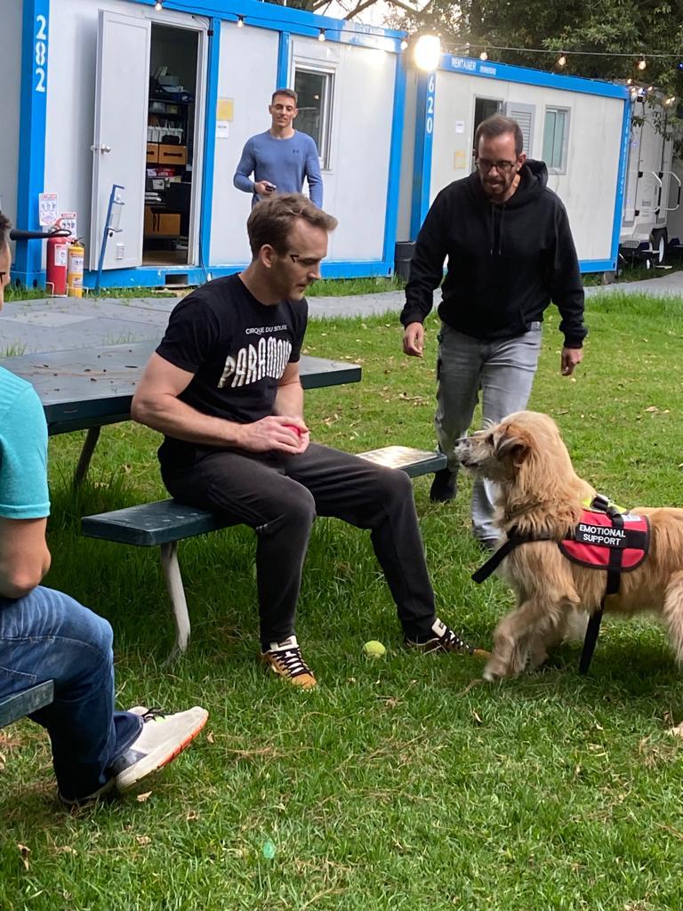 perros de terapia y apoyo emocional en el concierto de dua lipa bogotá