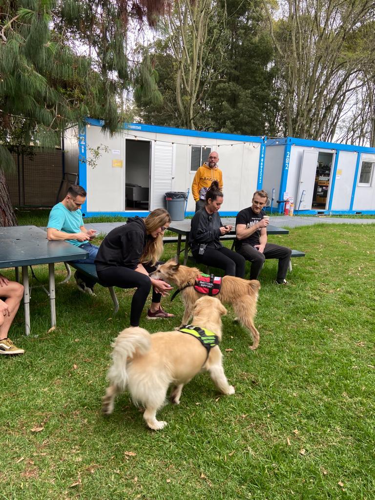 perros de terapia y apoyo emocional en el concierto de dua lipa bogotá