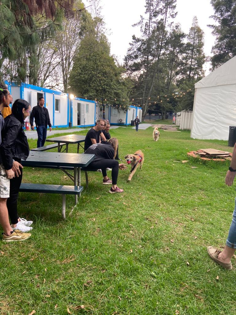 perros de terapia y apoyo emocional en el concierto de dua lipa bogotá