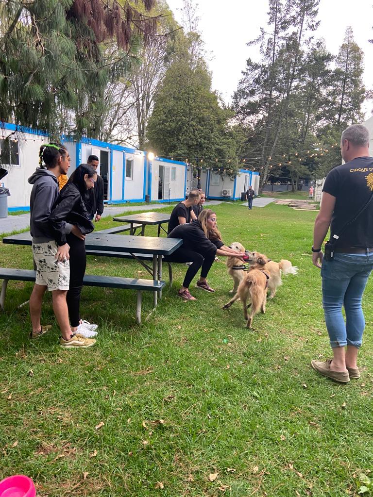 perros de terapia y apoyo emocional en el concierto de dua lipa bogotá