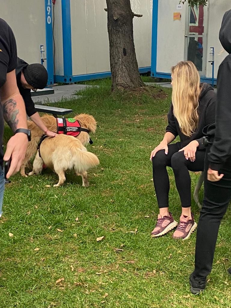 perros de terapia y apoyo emocional en el concierto de dua lipa bogotá