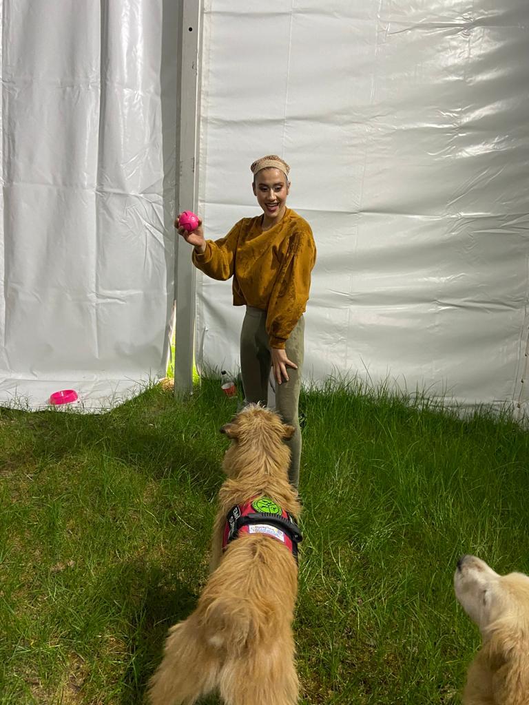 perros de terapia y apoyo emocional en el concierto de dua lipa bogotá